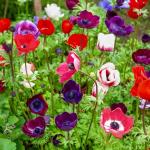 Bulbes à fleurs à planter au printemps - Anémone Coronaria De Caen en Mélange (x15) - face recto